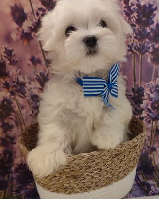 Cuccioli di Maltese