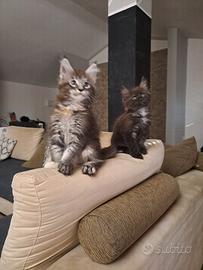 cuccioli Maine coon