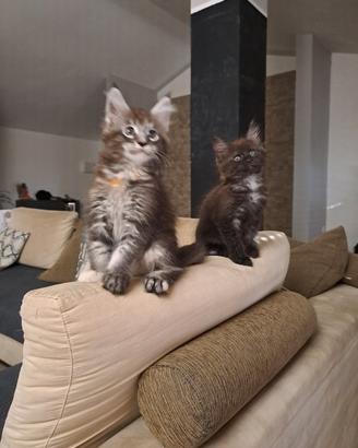 cuccioli Maine coon