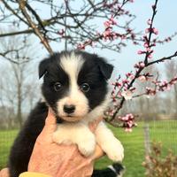 Cuccioli di border collie