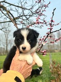 Cuccioli di border collie