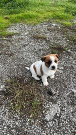 Cuccioli puri jack russell