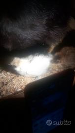 Galline e pulcini MOROSETA giovani