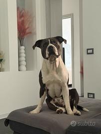 Amstaff per monta