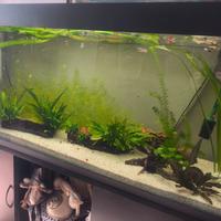 Avannotti di Guppy di varie dimensioni