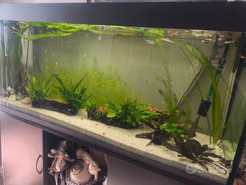 Avannotti di Guppy di varie dimensioni