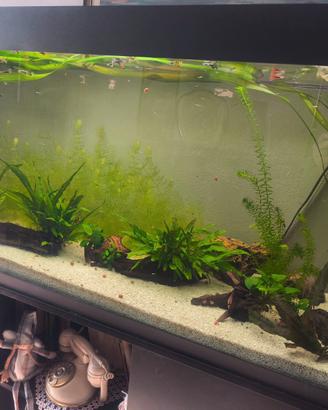 Avannotti di Guppy di varie dimensioni