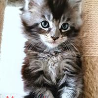 Maine Coon cucciolo