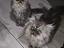 Immagine 3