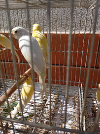 Japan hoso c a n a r i n i