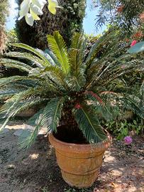 Palma Cicas da giardino