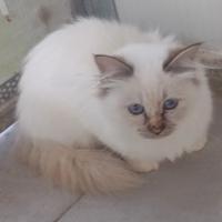 Cucciola di sacro di Birmania con pedigree AFeF