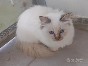 Cucciola di sacro di Birmania con pedigree AFeF