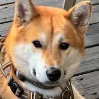 Shiba Inu