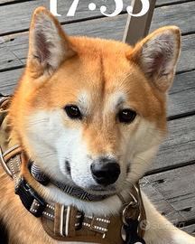 Shiba Inu