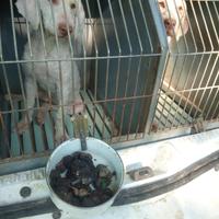 Cani da tartufi con pedigree