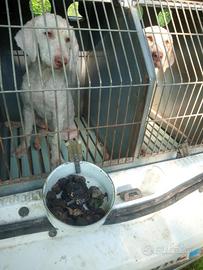 Cani da tartufi con pedigree