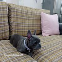 Buldog francese manto blu