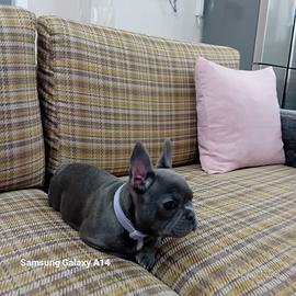 Buldog francese manto blu