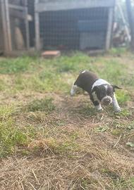 Cani da caccia