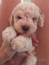 Cuccioli di Lagotto Romagnolo