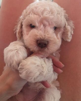 Cuccioli di Lagotto Romagnolo