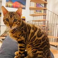 Gatto del bengala Maschio per accoppiamenti