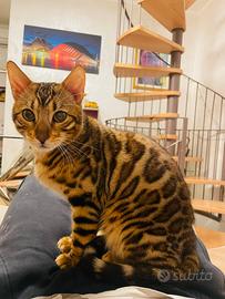 Gatto del bengala Maschio per accoppiamenti
