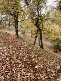 Terreno coltivato a castagneto