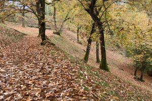 Terreno coltivato a castagneto