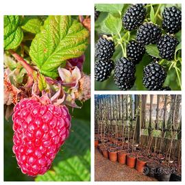 MORE E LAMPONI PIANTE GIÀ PRODUTTIVE 