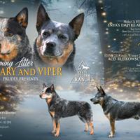 Australian cattle dog