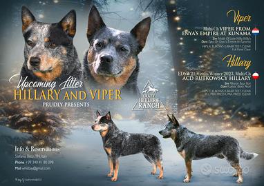 Australian cattle dog