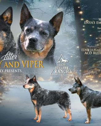 Australian cattle dog