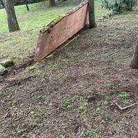 Tavole di cedro libanese / cedro libanon