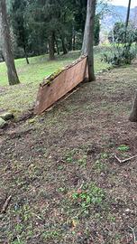 Tavole di cedro libanese / cedro libanon