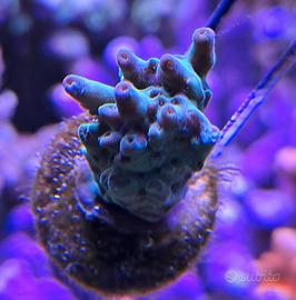 Acropora Subulata