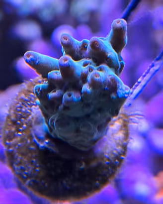 Acropora Subulata