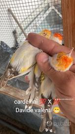 cardellini 
