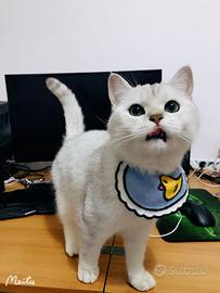 British Shorthair Silver