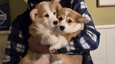 Cuccioli Welsh Corgi Pembroke