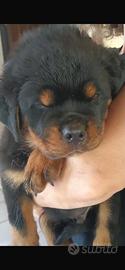 Cuccioli di rottweiler