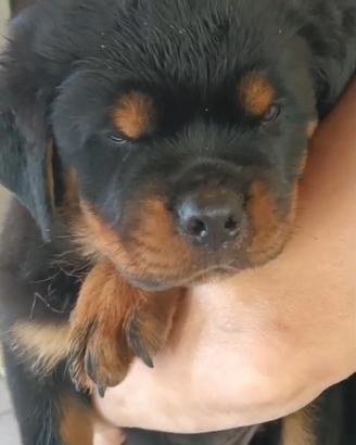 Cuccioli di rottweiler