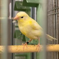 Coppia di canarini Harzer Roller