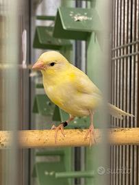 Coppia di canarini Harzer Roller