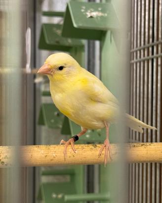 Coppia di canarini Harzer Roller