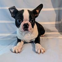Splendido cucciolo boston terrier,allevamento enci