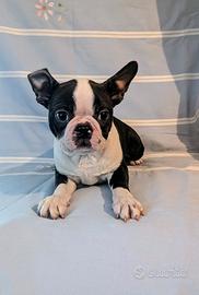 Splendido cucciolo boston terrier,allevamento enci