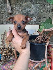 Ultimi Cuccioli di pinscher nano pronta