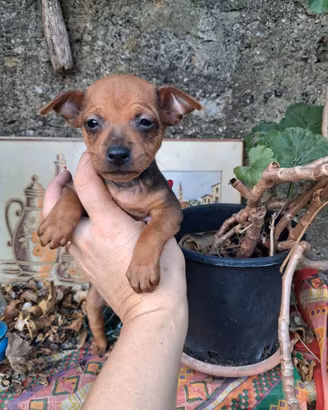 Ultimi Cuccioli di pinscher nano pronta